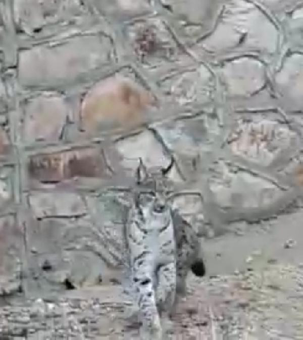 Sivas'ta şaşırtan görüntü: Aynı anda görüntülendiler! - Resim: 2