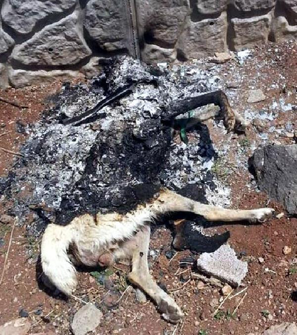 Diyarbakır'da vahşet; köpeği canlı canlı yaktılar - Resim: 4