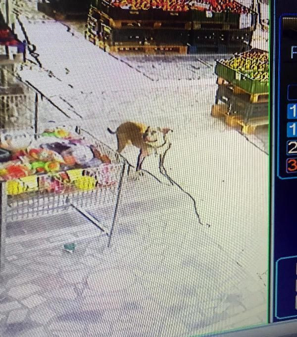 Ankara'da pitbull dehşeti! Dakikalarca kurtarmaya çalıştılar - Resim: 2