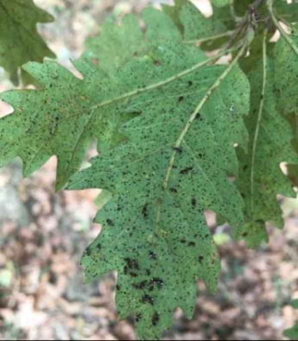 Kırklareli'nde dantel böceği her tarafı istila etti! Ormanları tahrip ediyor - Resim: 0