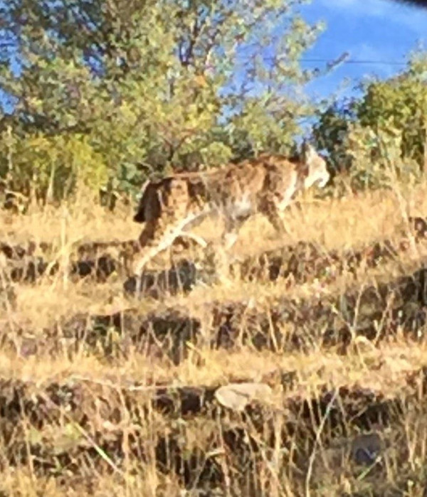 Nesli tükenmek üzere! Tunceli'de ortaya çıktı - Resim: 0