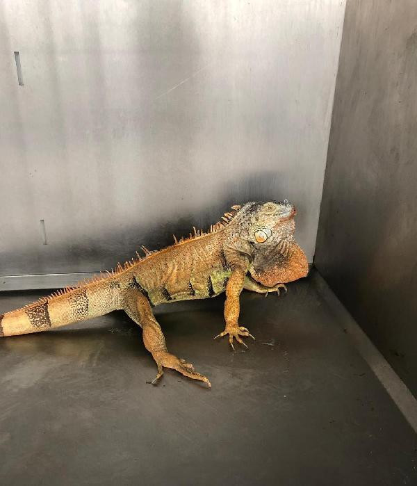 Görenler hayrete düştü! Yol kenarında 1 metre boyunda iguana bulundu - Resim: 1