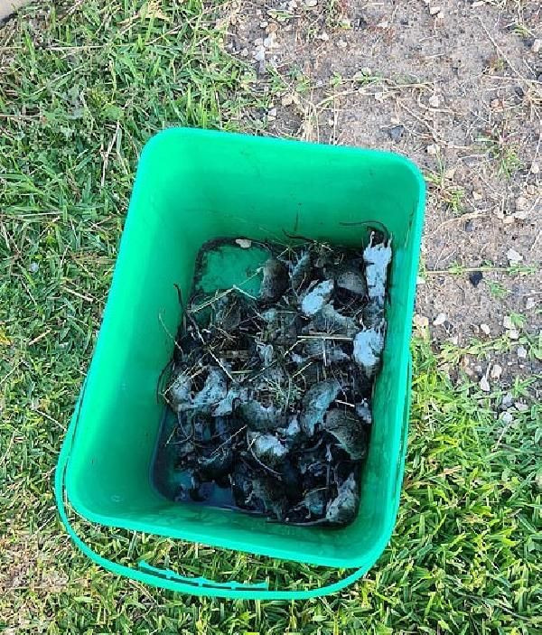 Avustralya’yı fareler bastı! Her yeri istila eden fareler bazı hastaları da ısırdı - Resim: 4