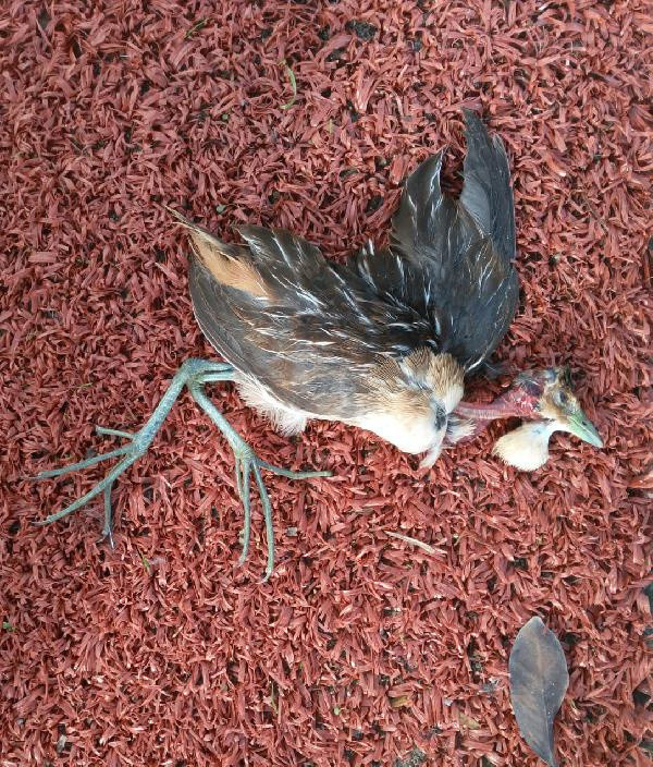 Bodrum'da ölü bulunan kuşun Türkiye'de ilk defa görülen Çizgili Yelve olduğu belirlendi - Resim: 0