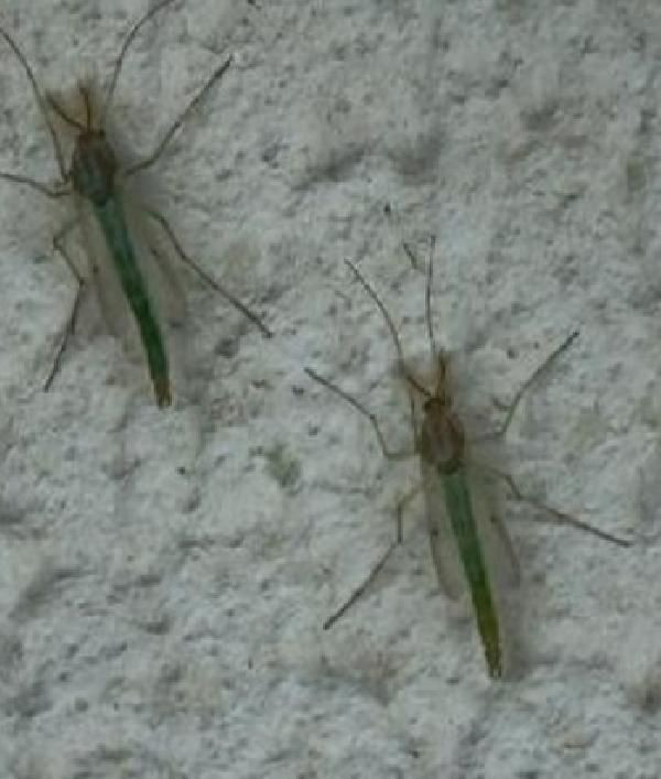 Havalar ısındı 'kronomid' kabusu başladı! Aşamları ortaya çıkıyor her yeri sardılar - Resim: 4