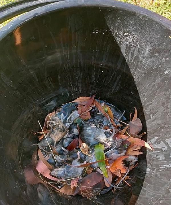 Avustralya’yı fareler bastı! Her yeri istila eden fareler bazı hastaları da ısırdı - Resim: 1