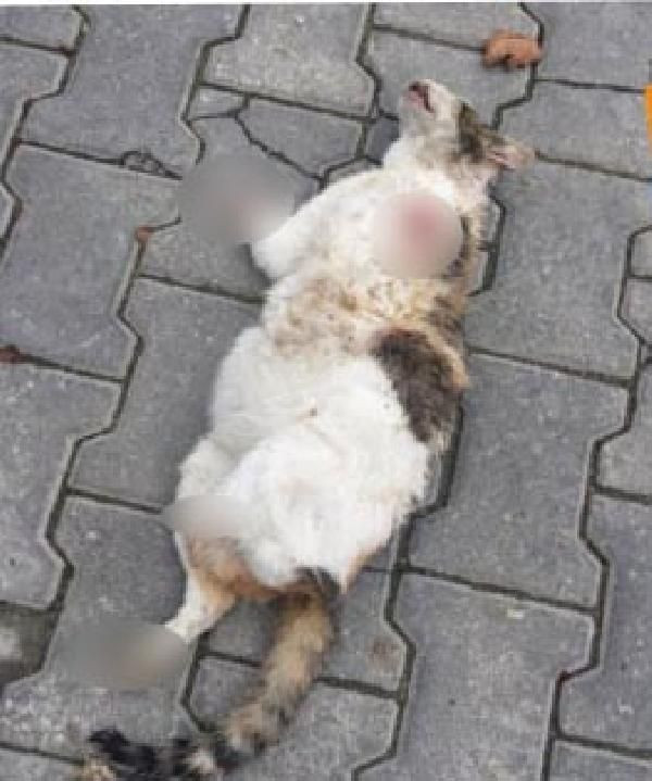 Bolu'da akılalmaz canilik! Son bir haftada 6 kedinin ayakları kesilmiş halde bulundu - Resim: 4