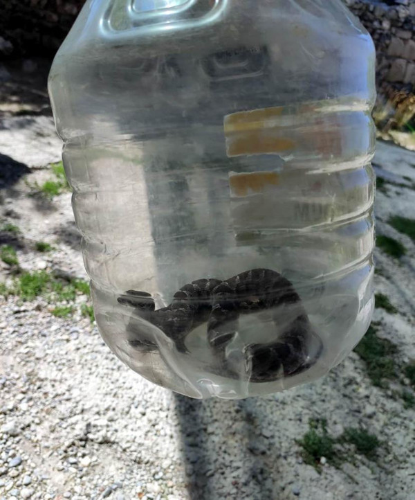 Kayseri'de elektrikli süpürgeden öyle bir şey çıktı ki görünce şok oldu - Resim: 0