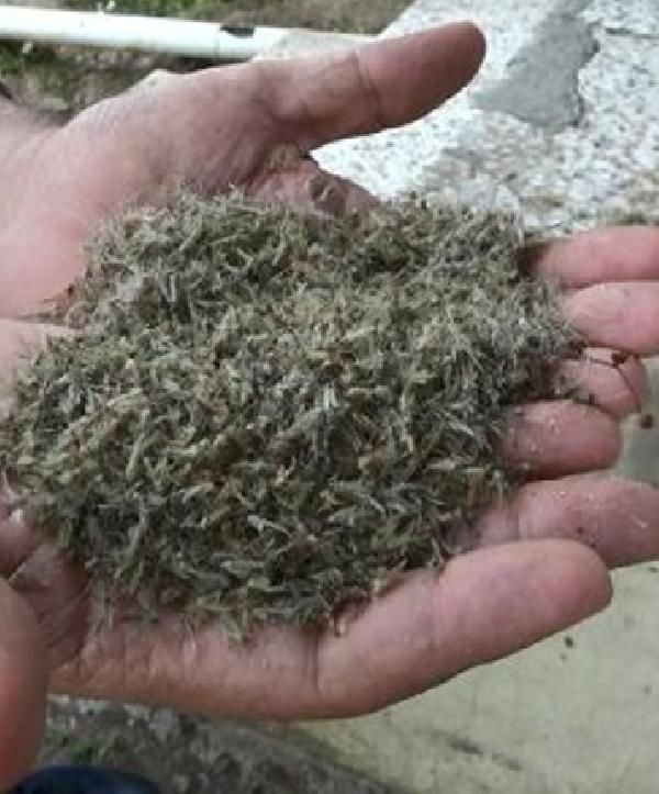 Havalar ısındı 'kronomid' kabusu başladı! Aşamları ortaya çıkıyor her yeri sardılar - Resim: 3