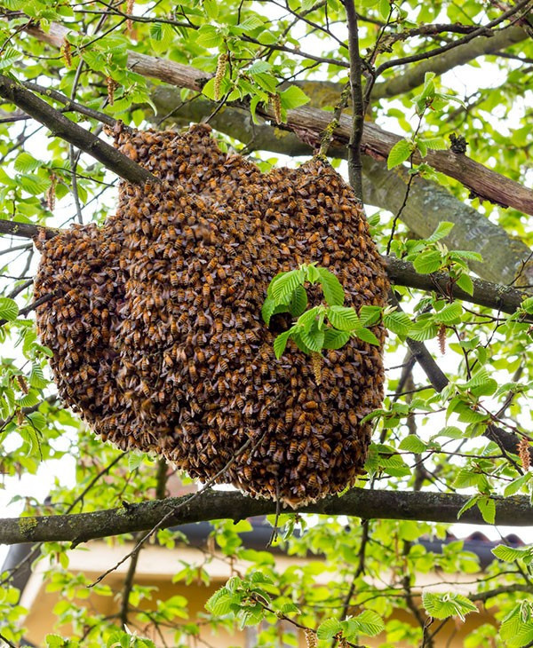 6 ay boyunca evinde aynı sesleri duydu! Gerçek ise şoke olacaksınız - Resim: 4