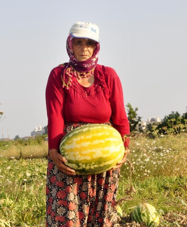 Kavun ve karpuzların halini gören çiftçi şoka girdi - Resim: 4