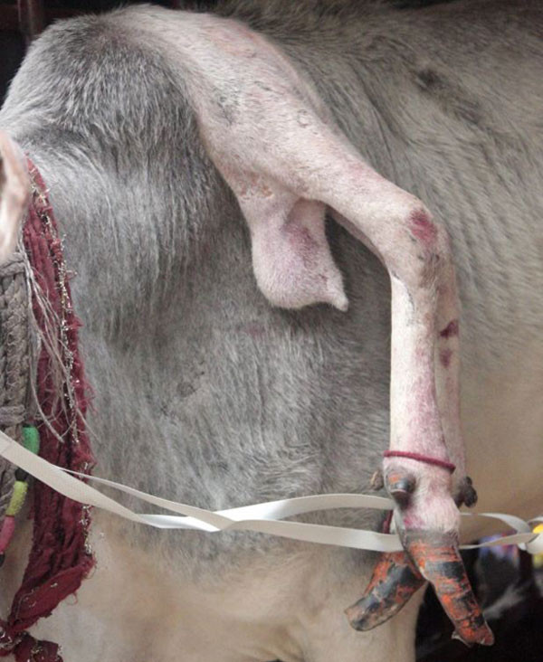 5 Bacaklı kutsal inek görenleri şaşkına çeviriyor! - Resim: 2