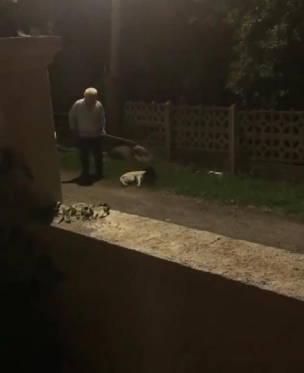 Köpeğe sopayla şiddet uyguladı gözaltına alındı - Resim: 0