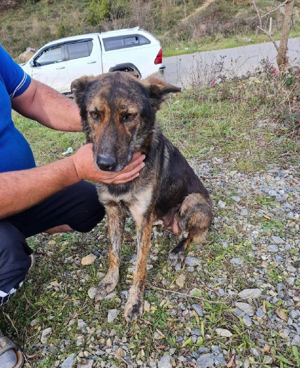 Pendik'te yürek yakan görüntü! Kemikleri sayılıyor yavrular donarak öldü - Resim: 0