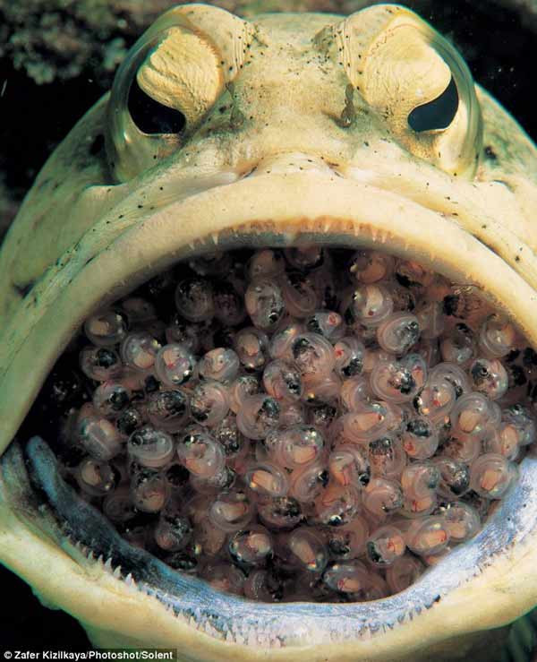 Bu balık yumurtalarını ağzında taşıyor - Resim: 3