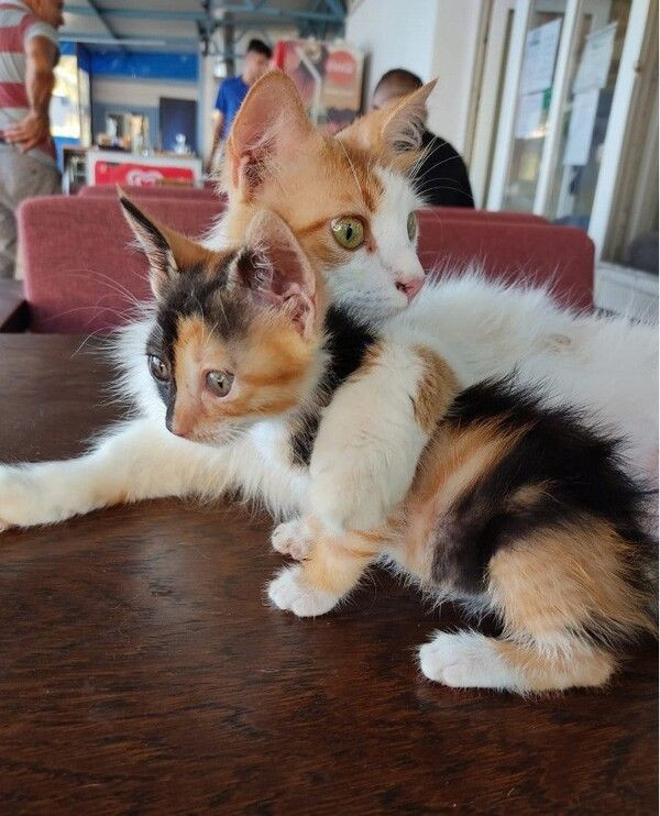 Mersin'deki bu kedi Türkiye'de ilk eşi benzeri yok: Çok büyük rakamlara satmamı istediler - Resim: 4