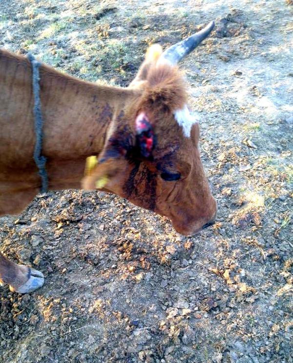 Korkunç olay: Küreklerle saldırdılar! - Resim: 2