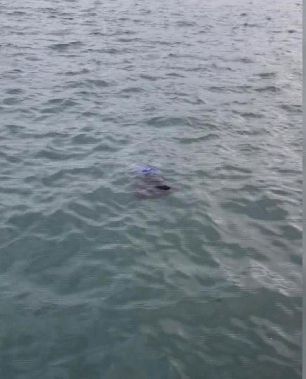 Sarıyer'de denize atlayan kadın için 'bana ne' dediler - Resim: 1