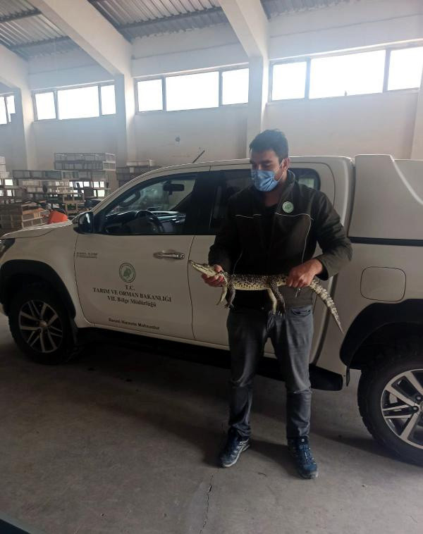 Adana'da internetten yasaklı ırkları satışa sundular! İşte akrep, baykuş, yılan fiyatı... - Resim: 1