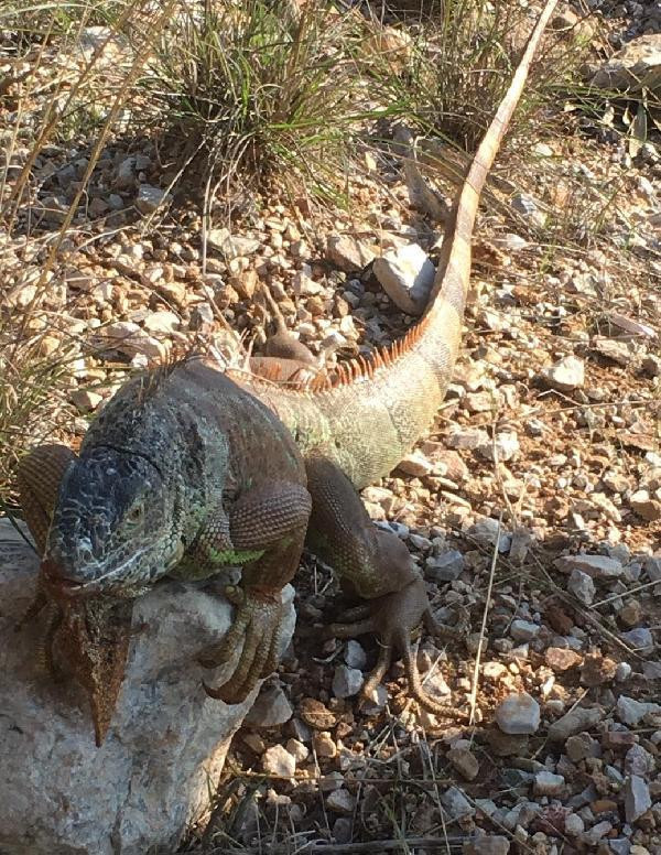 Görenler hayrete düştü! Yol kenarında 1 metre boyunda iguana bulundu - Resim: 3