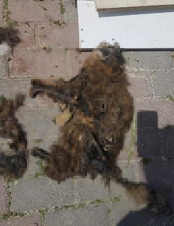 İzmir'de parkta vahşet Diri diri yaktılar! - Resim: 4