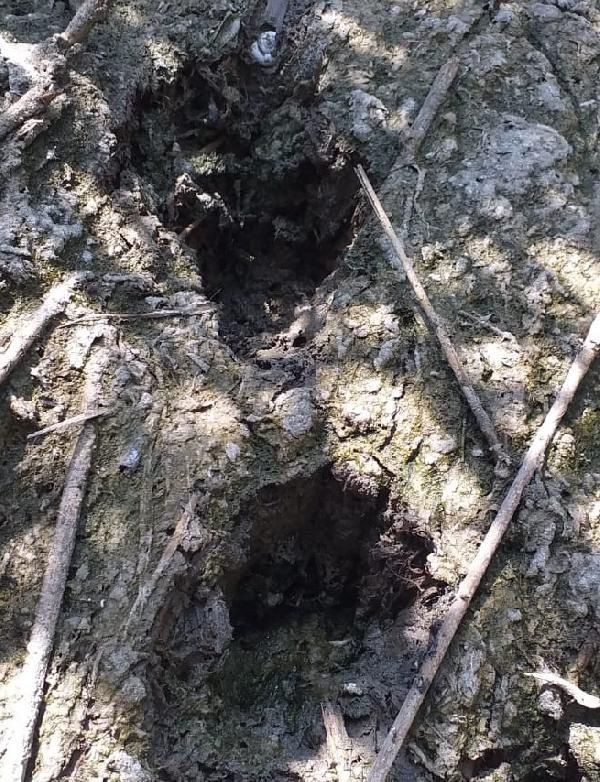 Çorum'da aslan var deniyor hayvanları da yemiş - Resim: 2