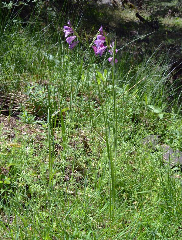 Bilim dünyasında bir ilk! Dünyada sadece Bolu'da bulunuyor - Resim: 2
