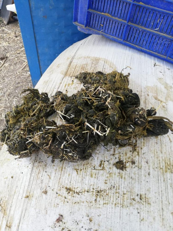 Antalya'da büyük acı çekiyordu! Karnından çıkanlar şaşkına çevirdi - Resim: 0