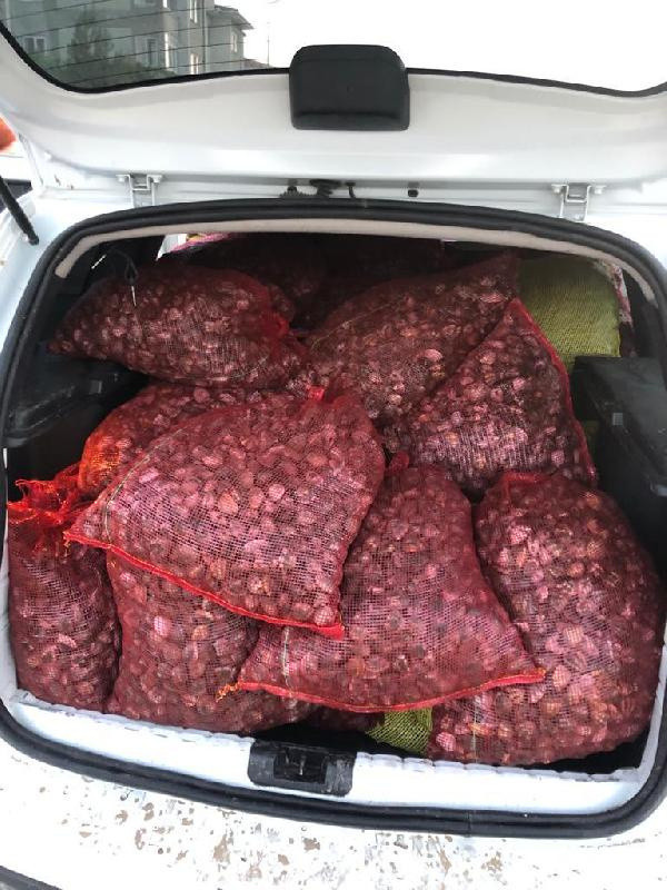 Edirne'de 1 ton kaçak midye ele geçirildi - Resim: 0