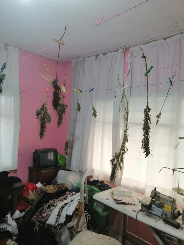 Evinde hint keneviri yetiştirdi yaptığı savunma 'pes' dedirtti - Resim: 0