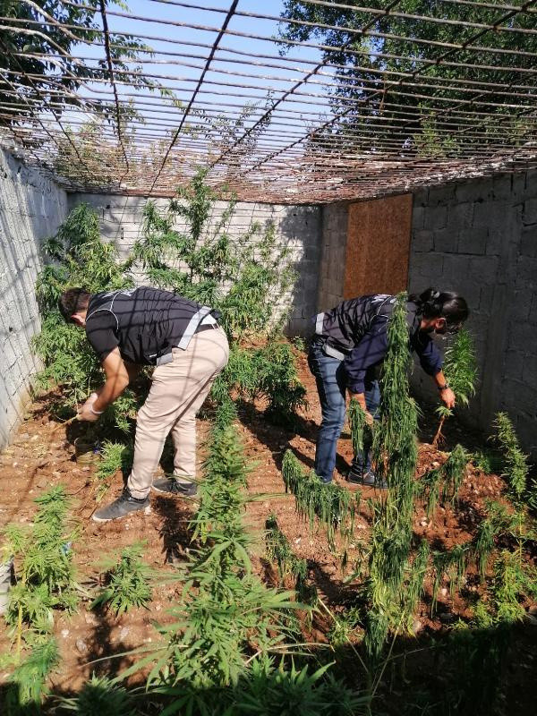 Evinde hint keneviri yetiştirdi yaptığı savunma 'pes' dedirtti - Resim: 1