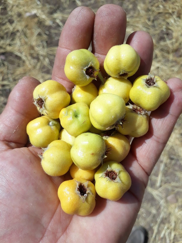 Sivas'ta çekirdekleriyle birlikte yediler! Hastanelik oldular - Resim: 0