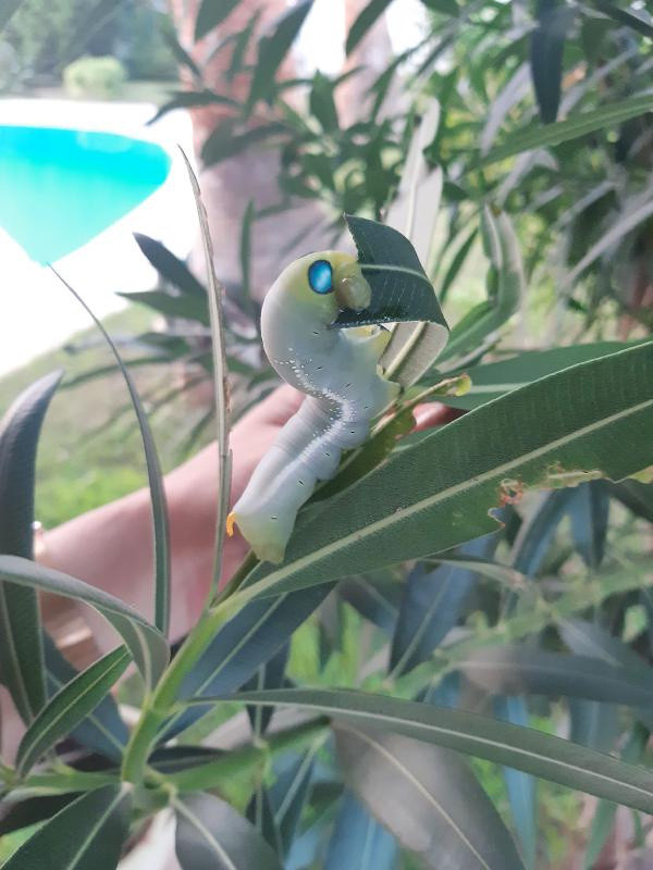 Antalya'da eve girdi gören hayret etti: Bu kadar büyüğünü ilk defa gördüm - Resim: 1