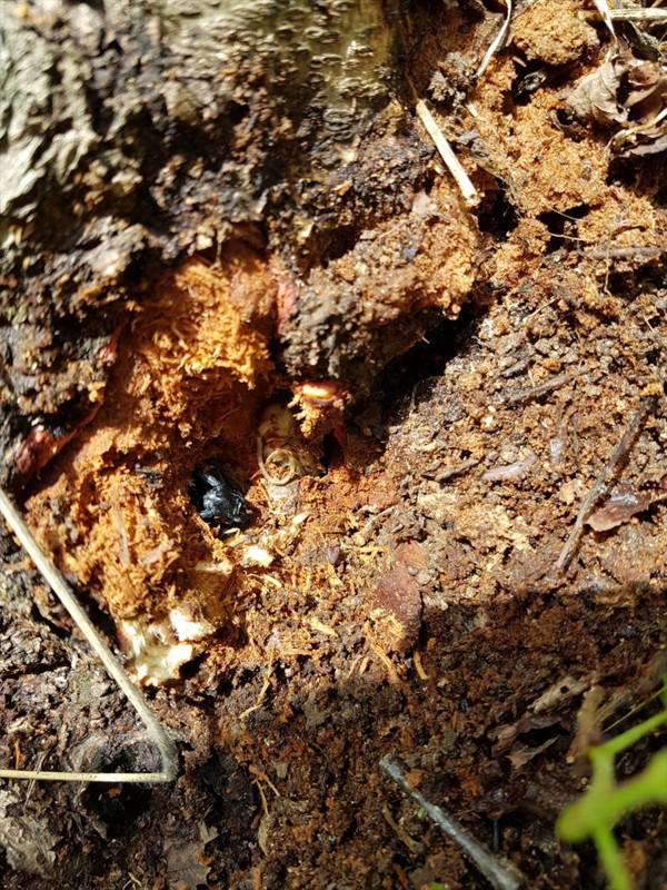 Trabzon'da ortaya çıktı 7 mahalle karantinaya alındı hızla yayılıyor - Resim: 1