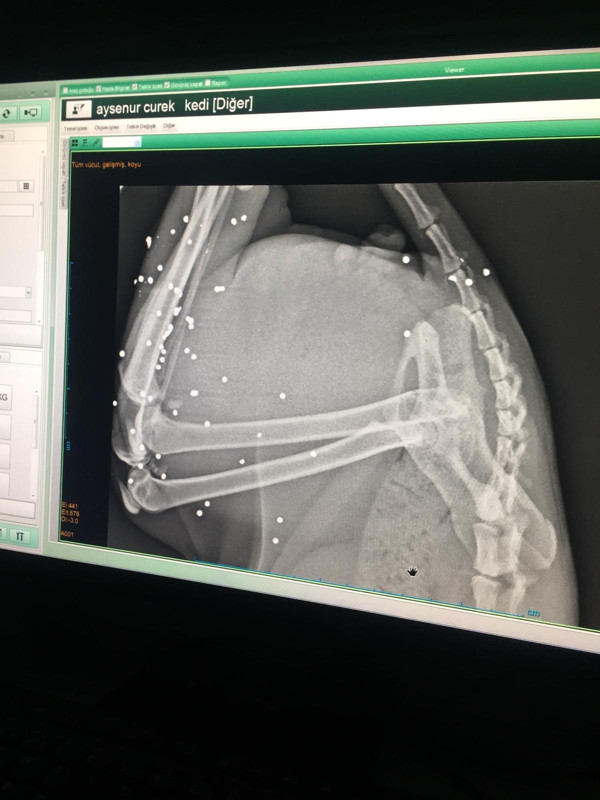 Antalya'da okşarken sertliği fark etti! Röntgen çektirip gerçeği öğrenince şok oldu - Resim: 1