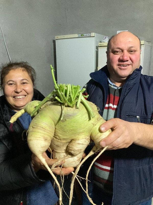 Çanakkale'de tarlasında yetiştirdi görünce şaşkına döndü: İlk defa böylesi büyüklükte - Resim: 0