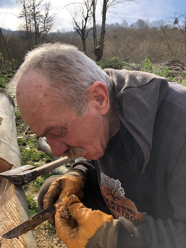 Sakarya'da çürümüş ağaçta buldu: Böylesini ancak belgeselde izlerdim - Resim: 0