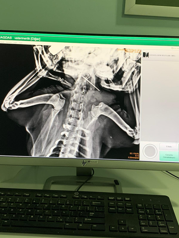 Bartın'da yemek yemiyor diye gitti şok oldu: İlk kez böyle bir olayla karşılaştım - Resim: 1