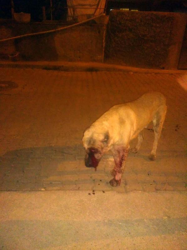 Mersin'de bunu yapan insan olamaz! Gözlerini oyup sopayla dövdüler - Resim: 0