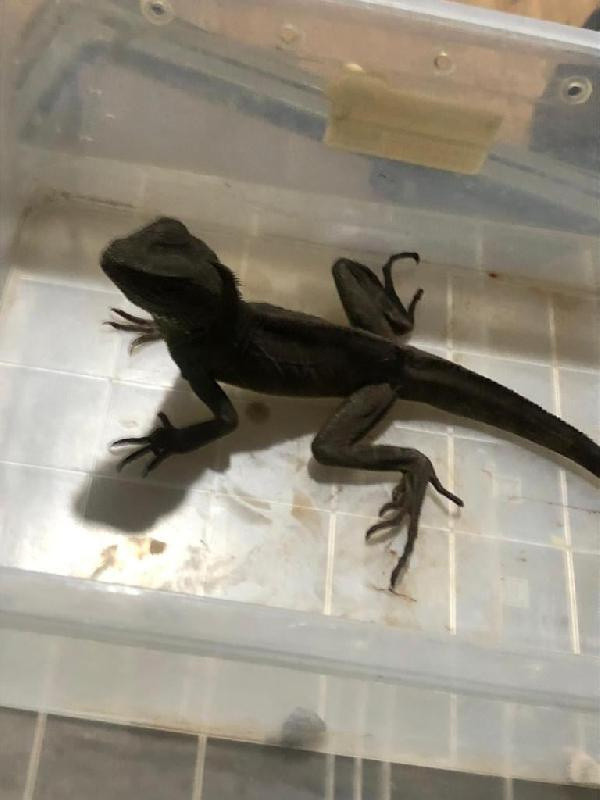 Ticareti yasaklanmıştı! İstanbul'da onlarcası kutularda ele geçirildi - Resim: 1