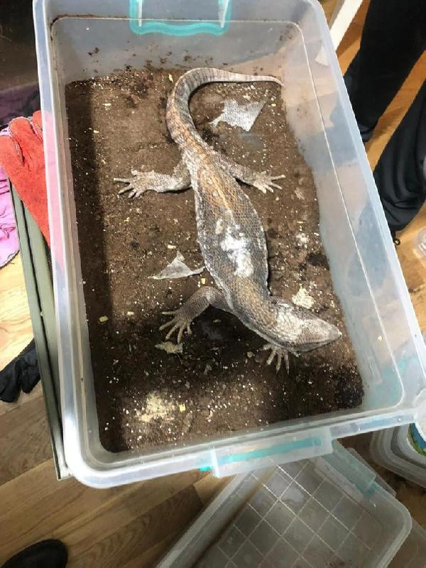 Ticareti yasaklanmıştı! İstanbul'da onlarcası kutularda ele geçirildi - Resim: 0