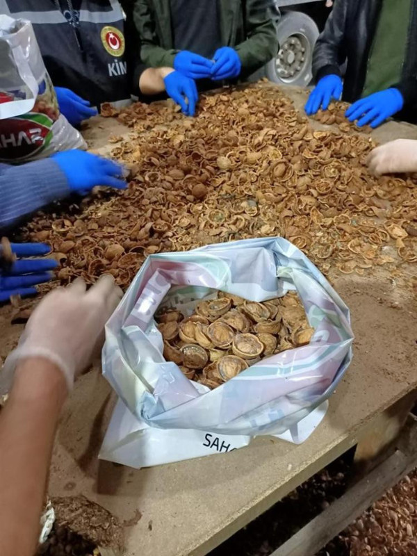 Yapılan aramada bulundu! Ağrı'da kabukların içinden kilo kilo çıktı - Resim: 0