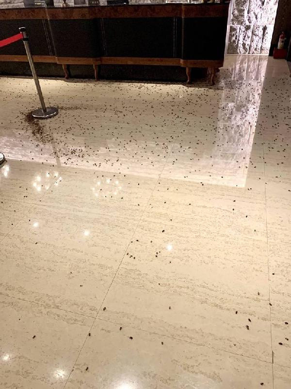 Tayvan’da restorana hamam böcekli saldırı! 5 şüpheli gözaltına alındı - Resim: 0