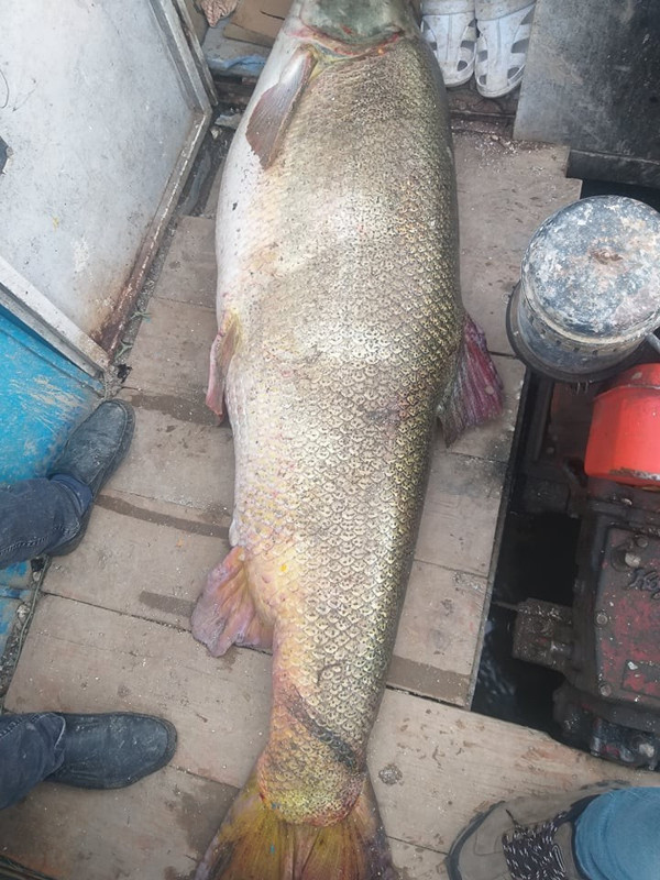 Adıyaman'da insan boyunda balık yakalandı! Gören fotoğraf çekildi: Kilosu 50 TL'den satılıyor - Resim: 0
