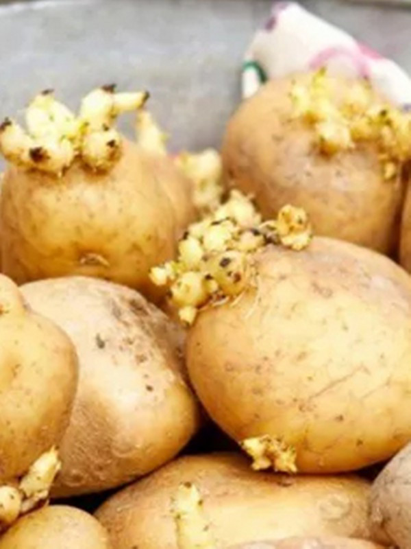 Filizlenmiş patatese dikkat edin ölüme neden oluyor! Filizlenmiş patates yenir mi? - Resim: 0