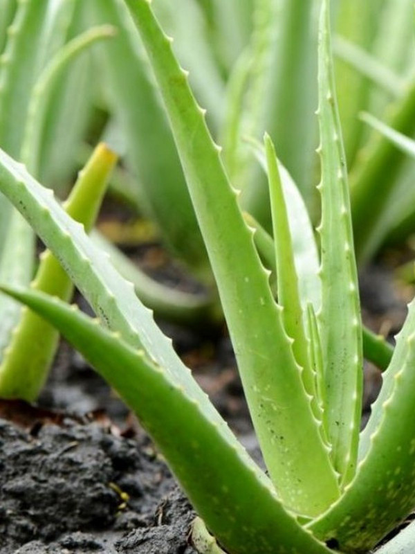 Aloe vera bitkisinin mucizelerine inanamayacaksınız aloe vera bitkisinin kullanım alanları... - Resim: 0