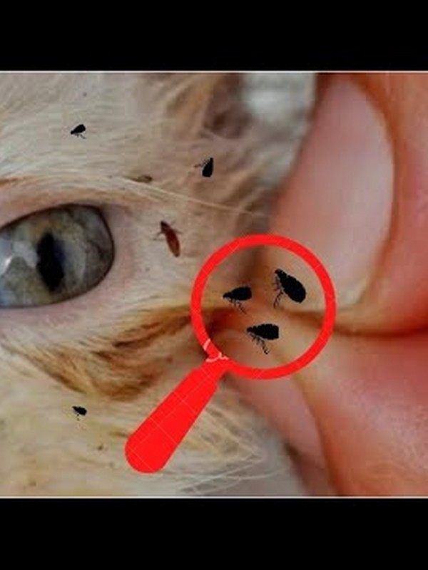 Kedi piresi insana geçer mi? Pireleri gidermenin doğal yolları - Resim: 0