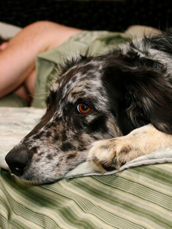 Evcil hayvanla uyunur mu? Uzmanlar evcil hayvanlarla uyumanın faydalarını sıraladı - Resim: 0