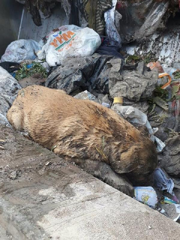 İnsalıktan utandıran haber! Eğer fark edilmeseydi... - Resim: 1