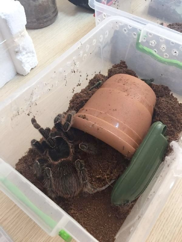 Terör operasyonunda çok zehirli 15 örümcek ele geçirildi - Resim: 2